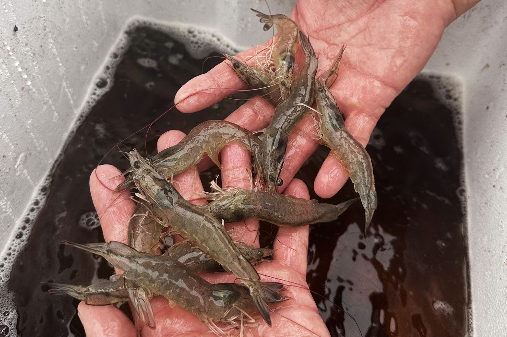 Cómo el fotoperiodo influencia la calidad nutricional de los músculos y el metabolismo lipídico del camarón blanco del Pacífico cultivado bajo techo